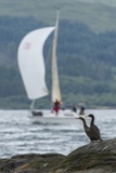 cormorants cormorants whyw18 fri gjmc 9343w